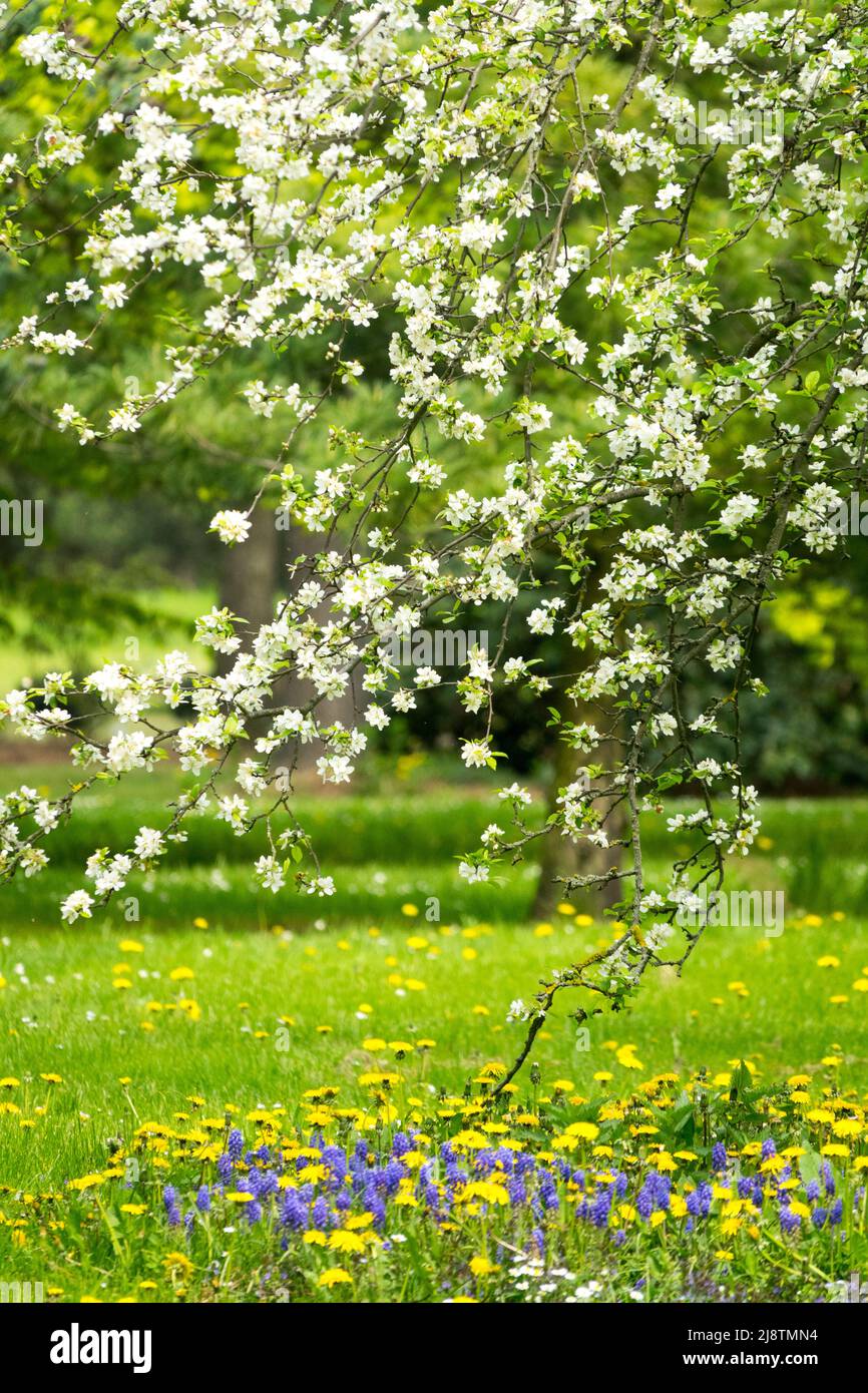 Scenic Spring Garden Flowering Meadow Blooming Tree Nice Spring Weather In Garden White Apple Tree Blossoms Branches Above Grassy meadow Grape Stock Photo