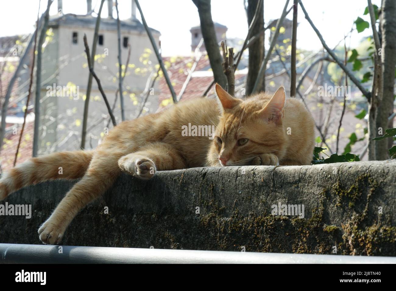 Ginger cat of mixed breed stretched out and resting in the sunbathing in the park. In background are trees and residential buildings Stock Photo