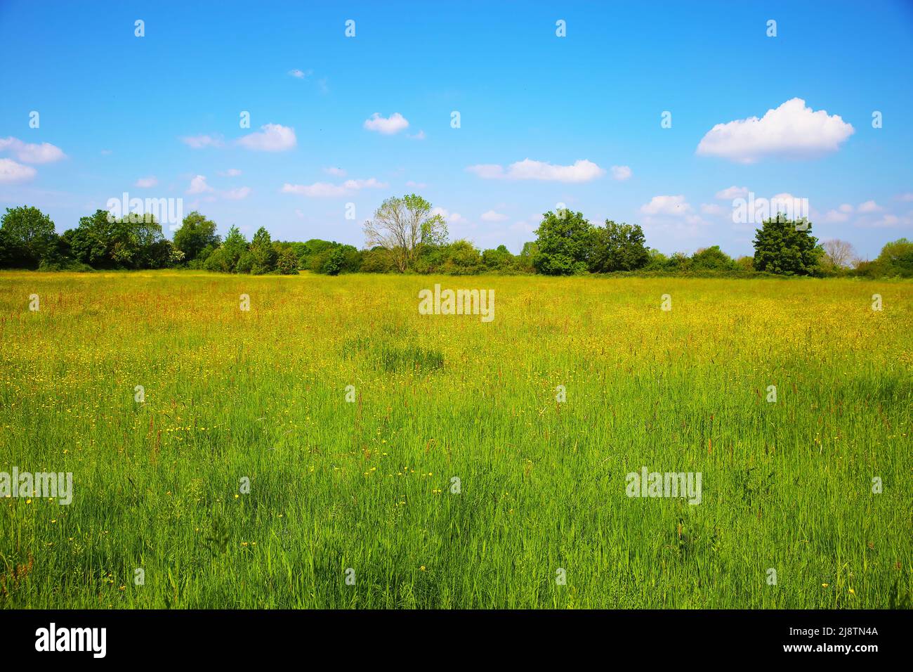 Beautiful dutch countryside landscape at river Maas with green meadow, yellow buttercup flowers, blue sky - Limburg, South holland Stock Photo
