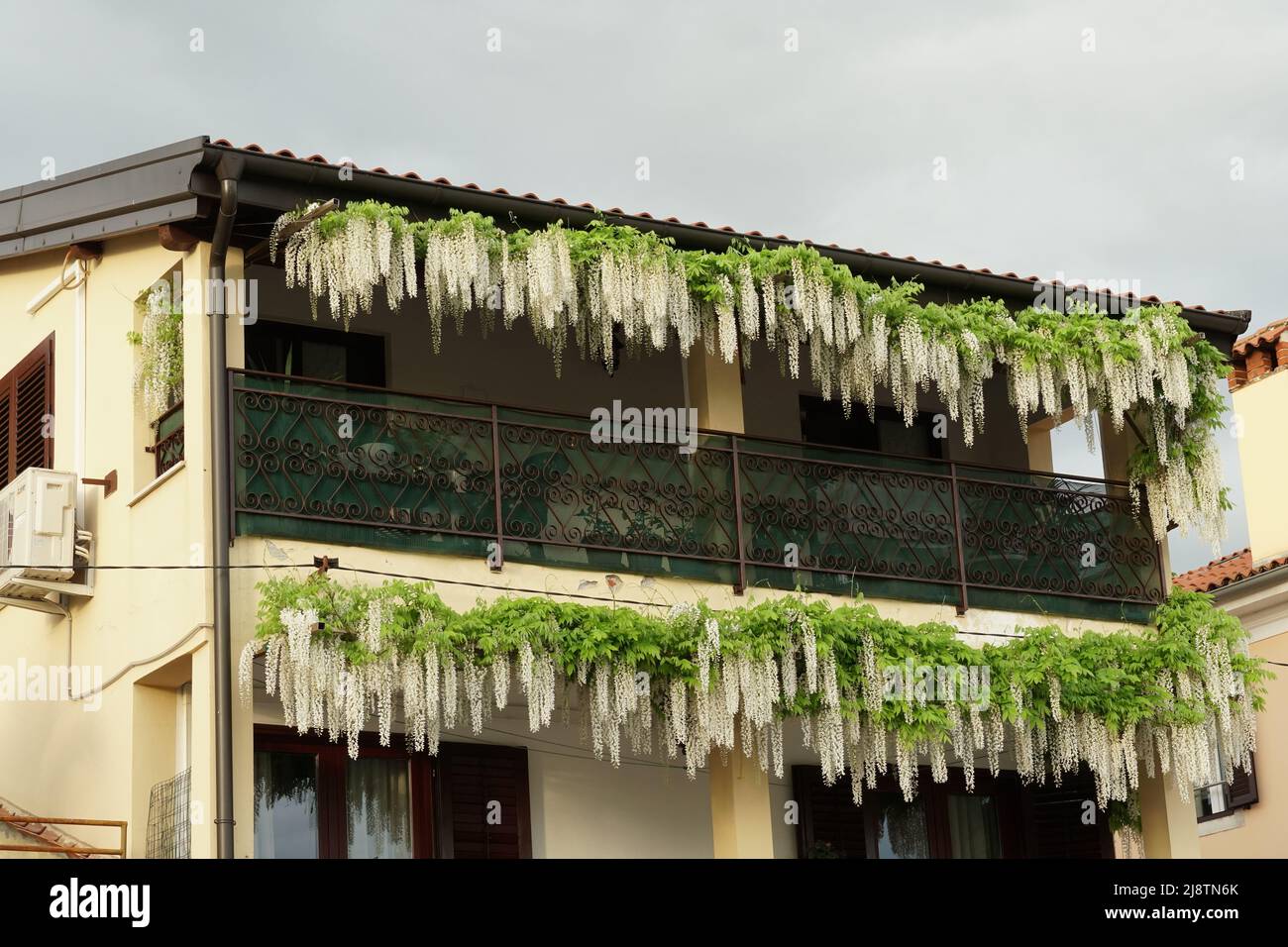 Balcony with white wisteria ornamental flowers hanging down from it in thick clusters. Stock Photo