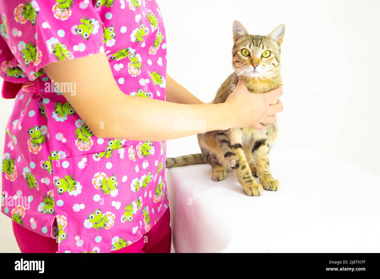 beautiful woman veterinary doctor wearing pink uniform and pink surgical cap, checking cute kitten on white background Stock Photo