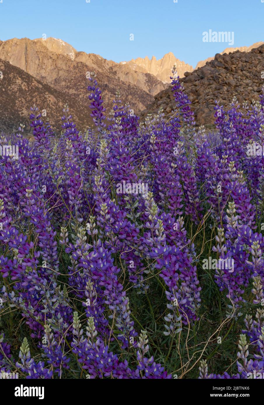 Wild blue lupine in front of the Sierra Nevada mountains at sunrise Stock Photo