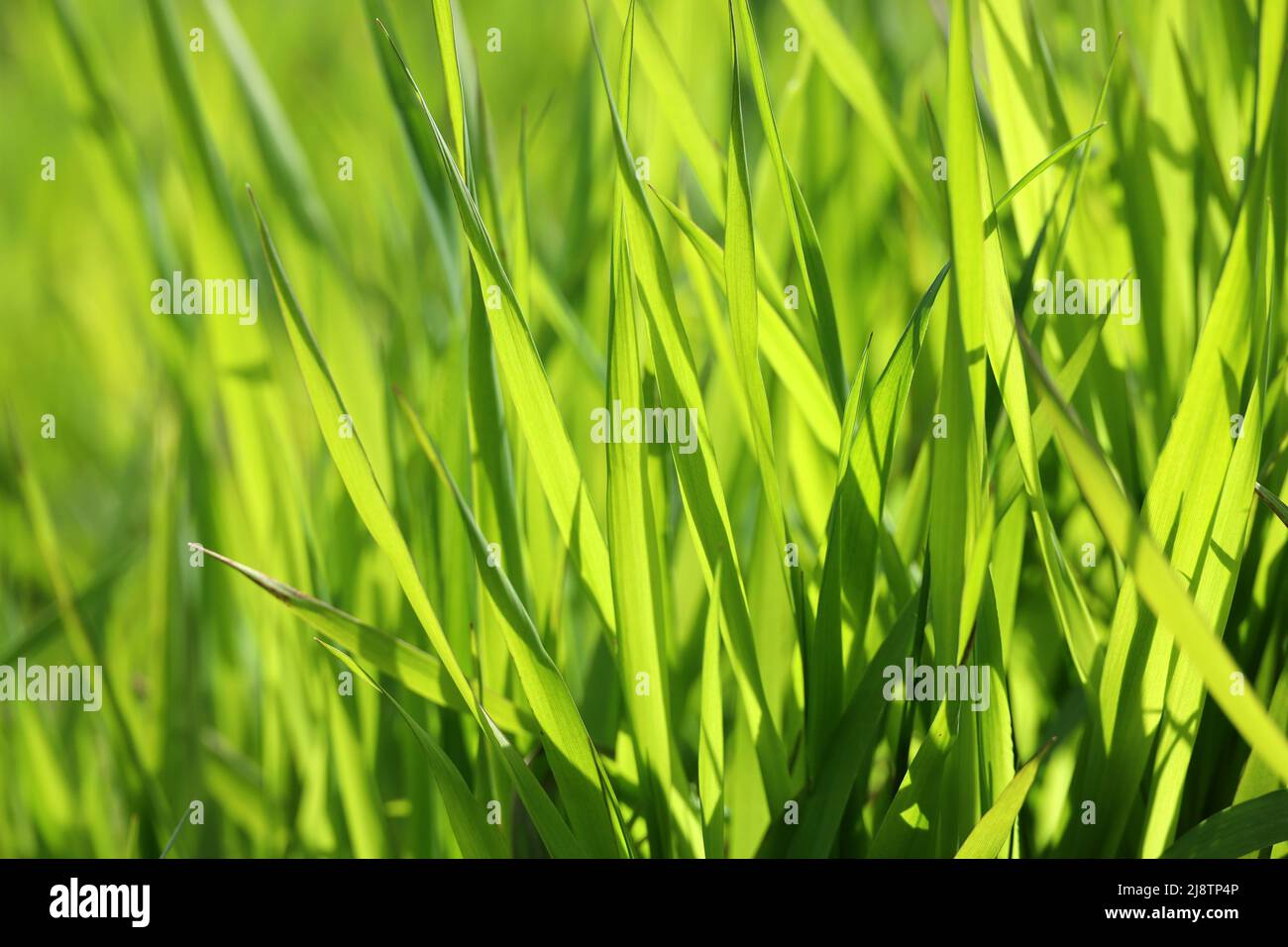 Light green grass in sunlight, blurred background. Fresh spring or summer nature, sunny meadow Stock Photo