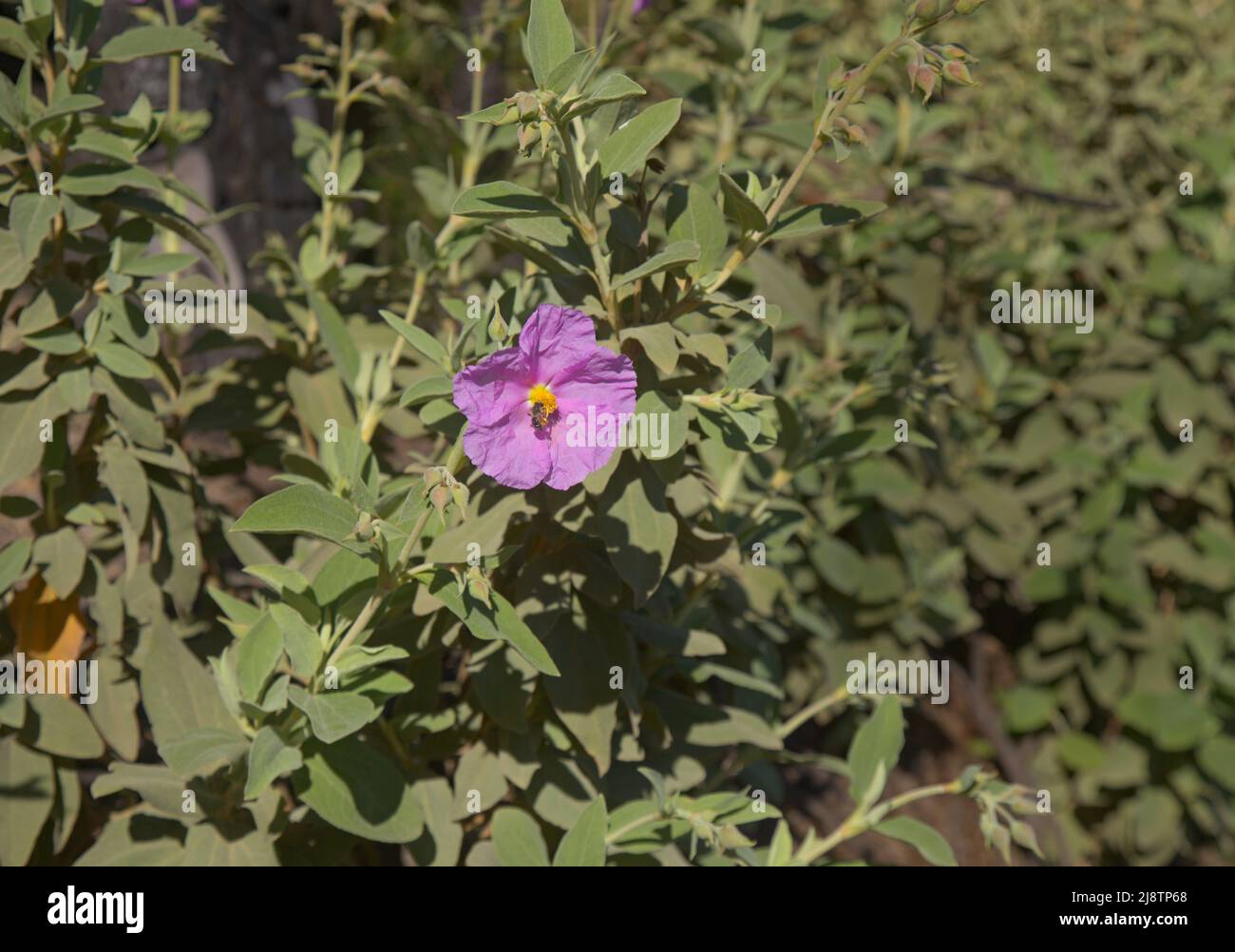 Flora of Gran Canaria - flowering pink Cistus ocreatus, rockrose endemic to the island, pyrophile plant, natural floral background Stock Photo