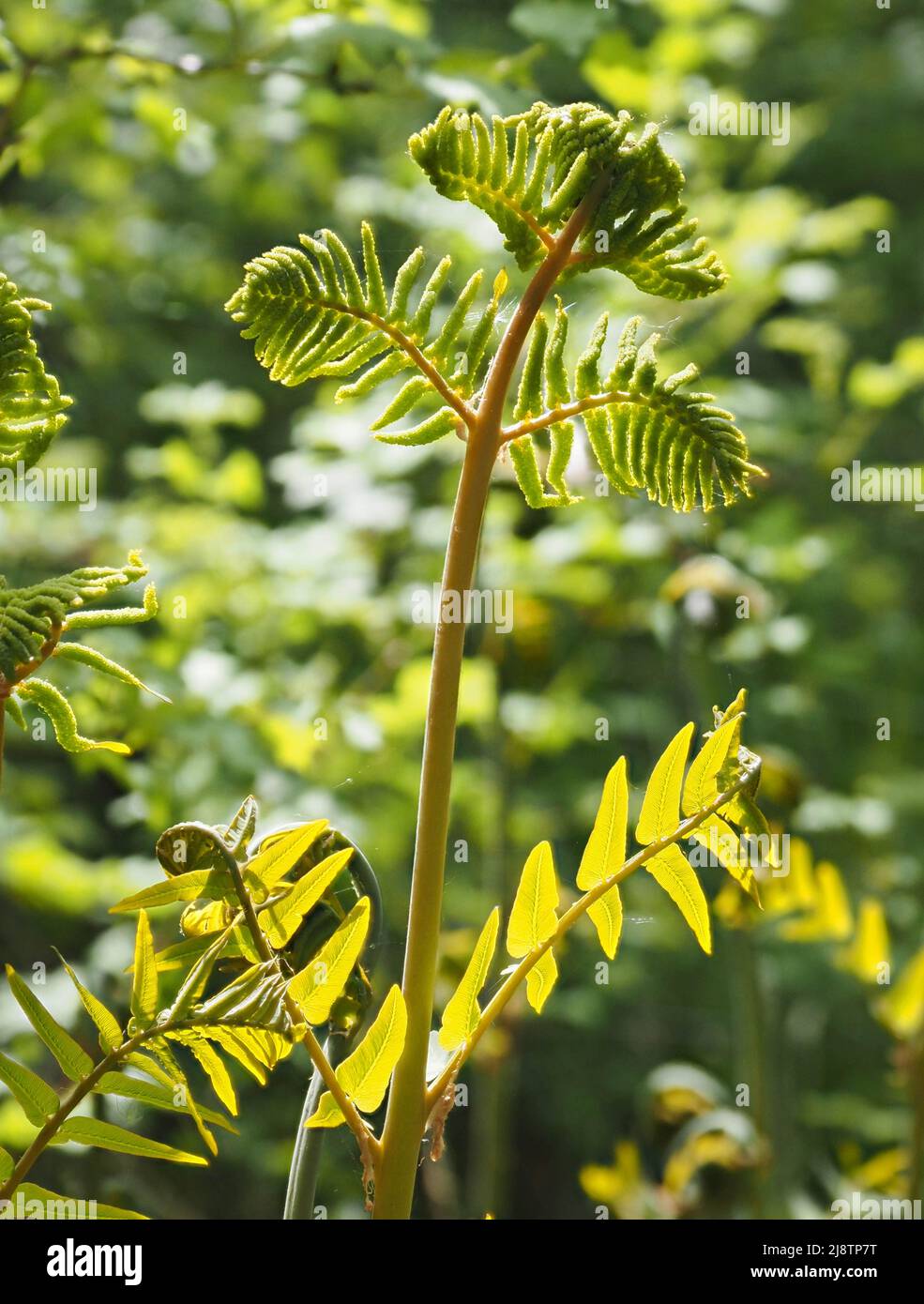 Unfurling fronds of Royal Fern Osmunda regalis Britain's largest fern growing in wet fen woodland at Shapwick Heath on the Somerset Levels UK Stock Photo