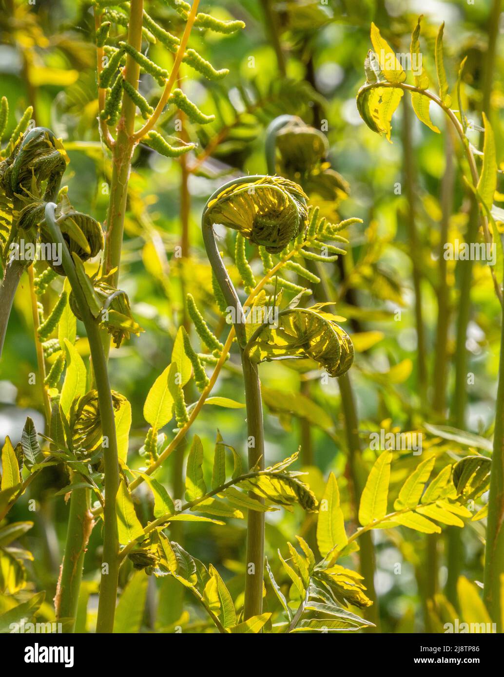 Unfurling fronds of Royal Fern Osmunda regalis Britain's largest fern growing in wet fen woodland at Shapwick Heath on the Somerset Levels UK Stock Photo