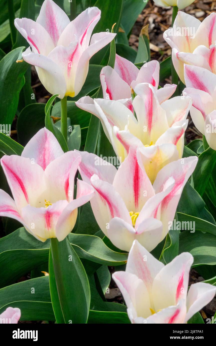 Tulipa 'Holland Chic' white pink tulips Stock Photo