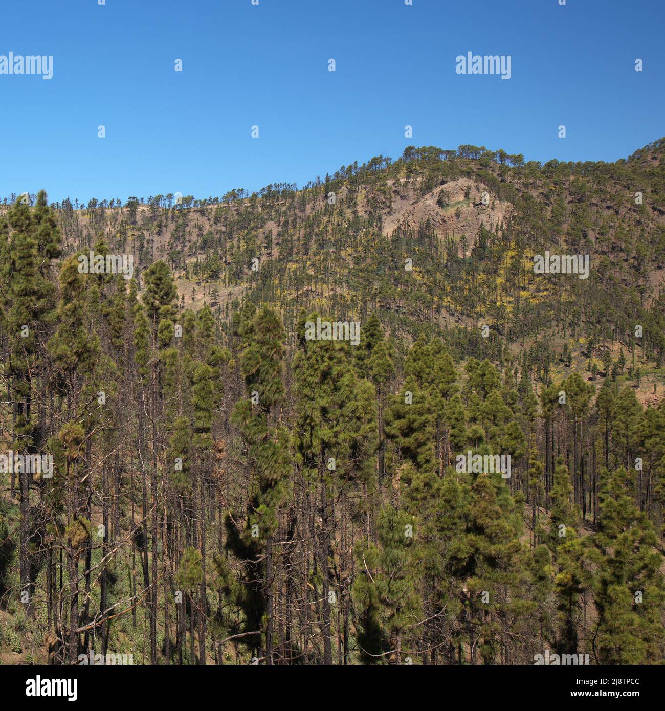 Flora of Gran Canaria -  Pinus canariensis, fire-resistant Canary pine,  able to recuperate after wildfire Stock Photo