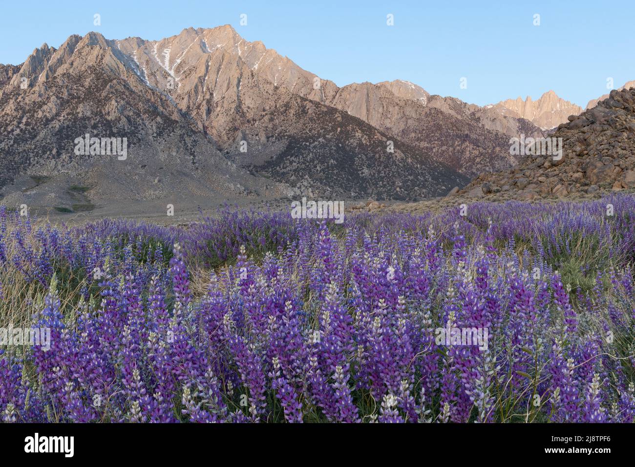 Wild blue lupine in front of the Sierra Nevada mountains at sunrise Stock Photo