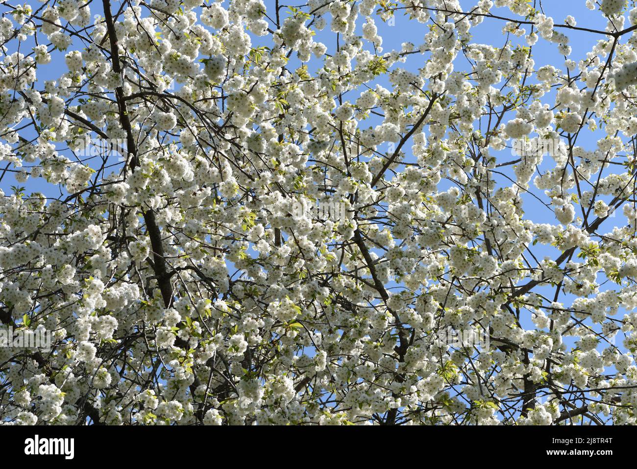 Closeup of the white blossom of a Wild Cherry tree. Stock Photo