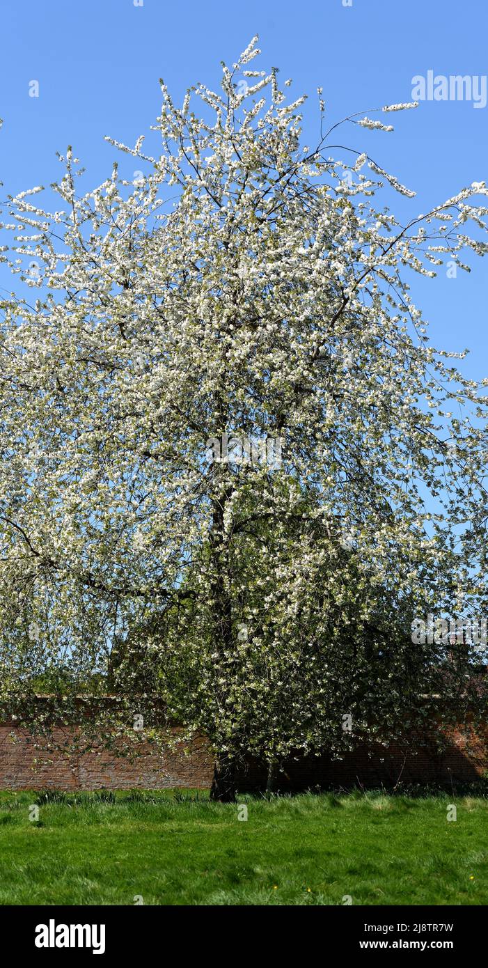 A full length view of a wild cherry tree in blossom. Stock Photo