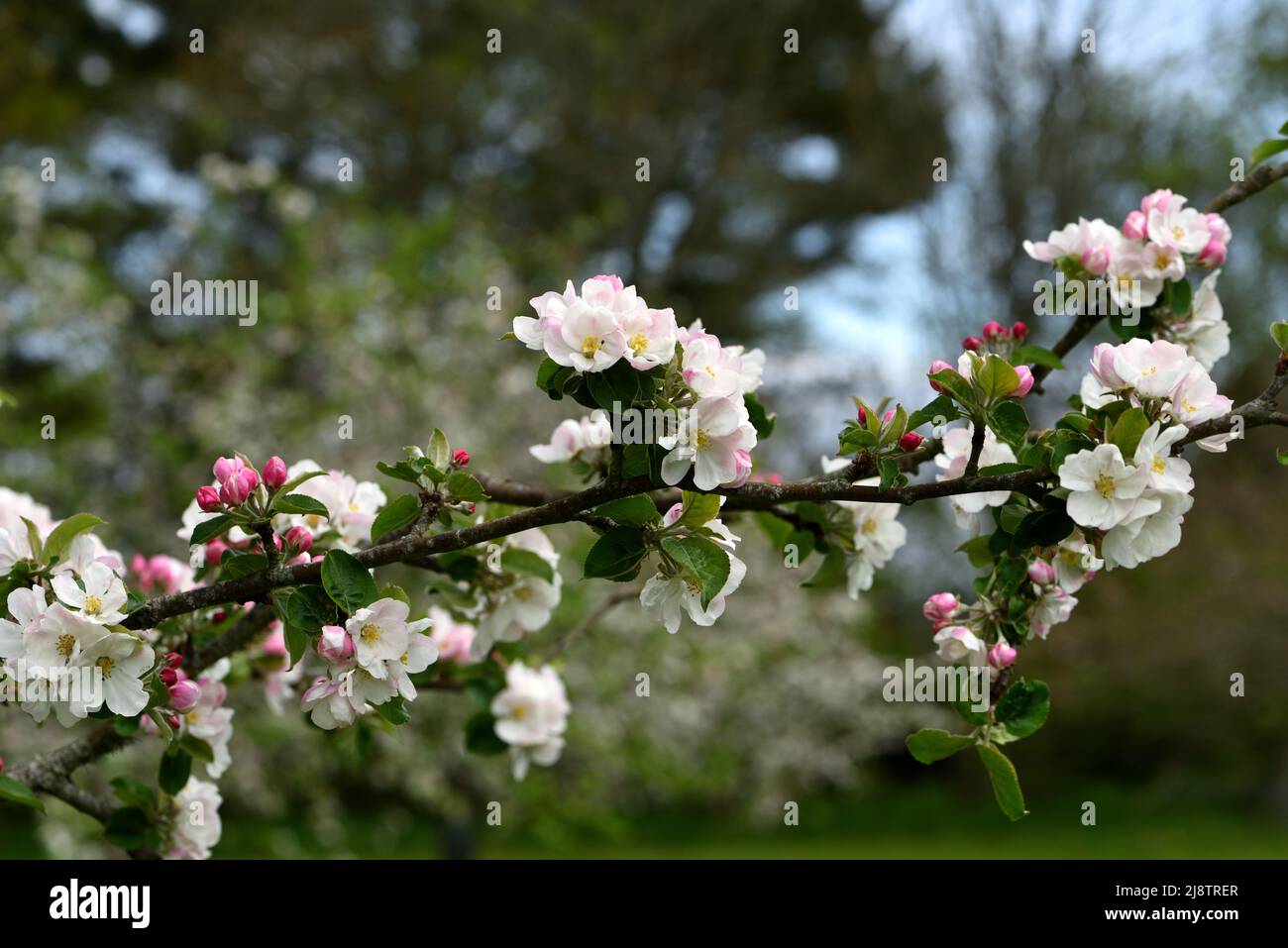Closeup of the pink and white blossom of Malus Domestica Stockbearer. Stock Photo