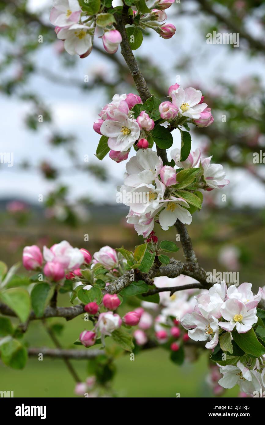 Closeup of the pink and white blossom of Malus Domestica Stockbearer. Stock Photo