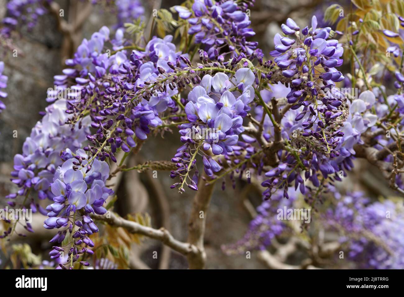 The mauve flowers of Wisteria. Stock Photo