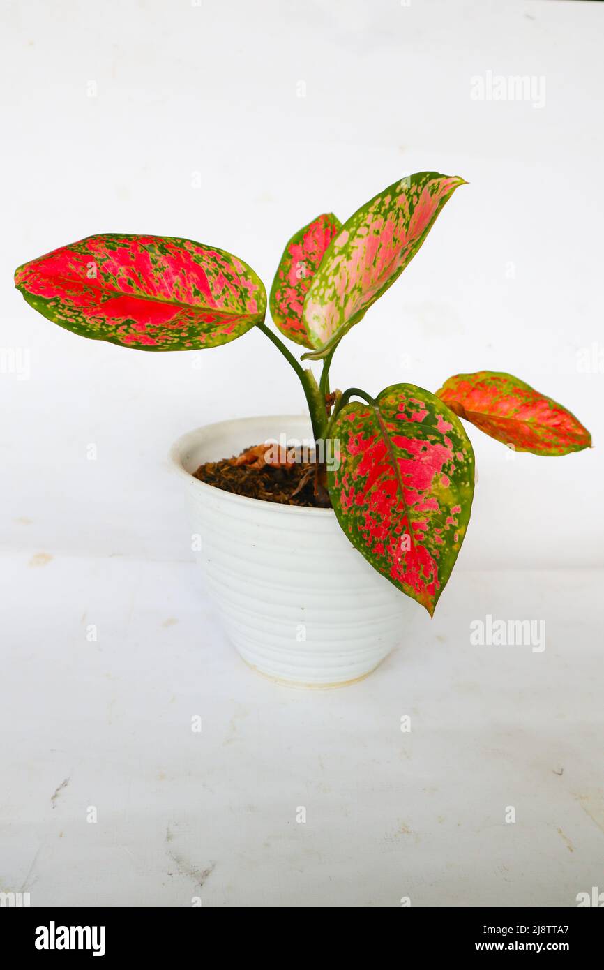 'Aglonema or Chinese evergreens isolated on white background Aglonema Red Anjamani, Aglaonema sp. The leaves are dominated by a bright red color ' Stock Photo