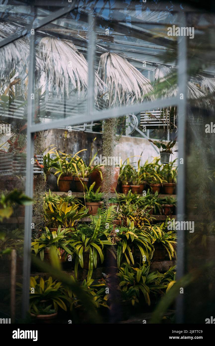 Porto, Portugal, 11.04.22: Planzen in einem Gewächshaus im botanischen Garten.   Foto: pressefoto Mika Volkmann Stock Photo