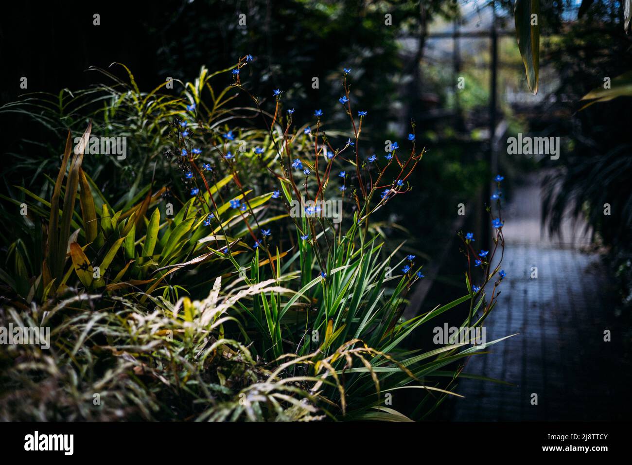 Porto, Portugal, 11.04.22: Planzen in einem Gewächshaus im botanischen Garten.   Foto: pressefoto Mika Volkmann Stock Photo
