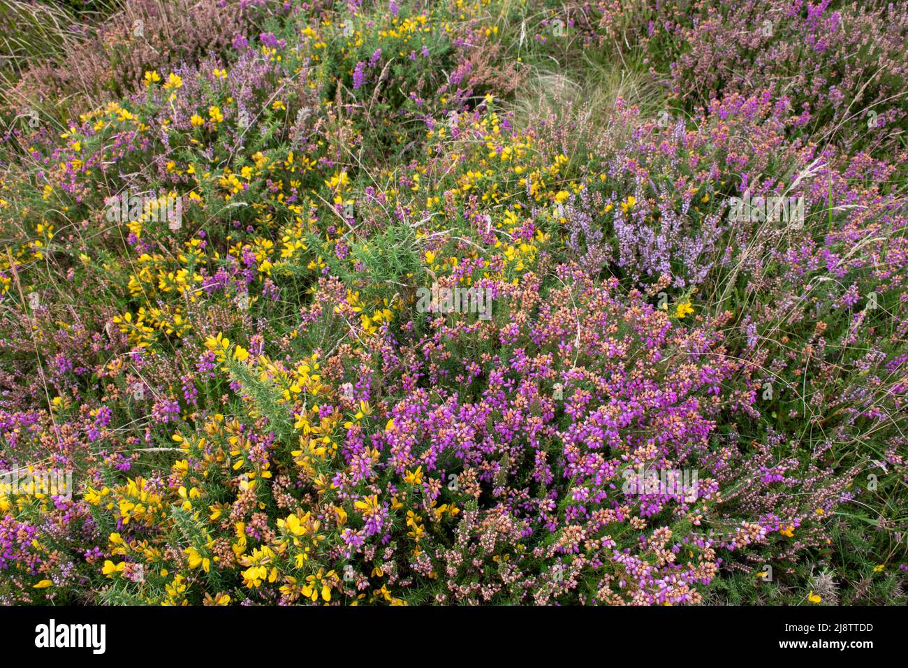 Heather and gorse in late Summer at Dunkery Hill Beacon, Exmoor National Park, Somerset,England Stock Photo