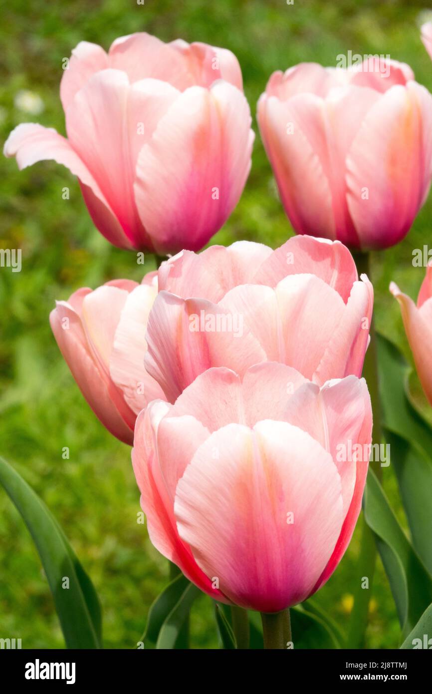 Beautiful pink tulips 'Apricot Impression' Tulipa Darwin hybrid group Stock Photo