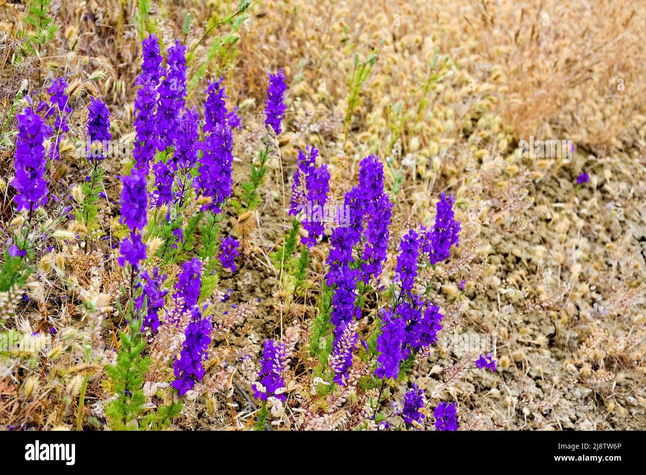 Purple flowers at Crimea, Russia Stock Photo