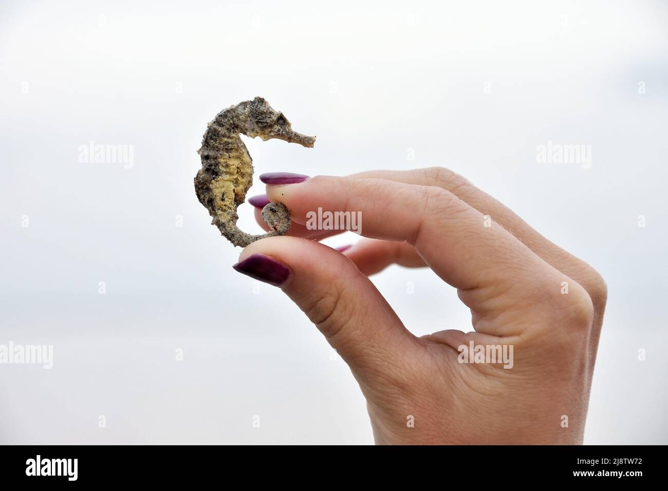 Dried, salty seahorse in the hands of a girl Stock Photo