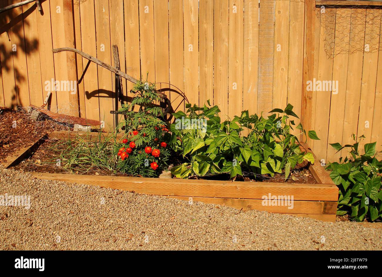 Small garden in a backyard with bushbeans and marigolds Stock Photo Alamy