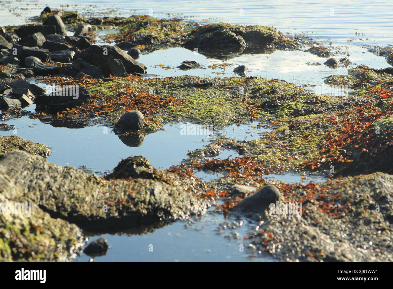rocks and plants in water - Lysaker Stock Photo