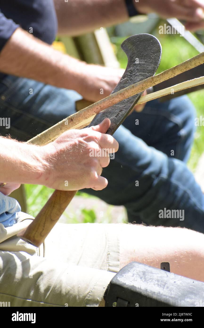 Hand-cutting a hazelwood pole with a billhook knife in the summer forest Stock Photo