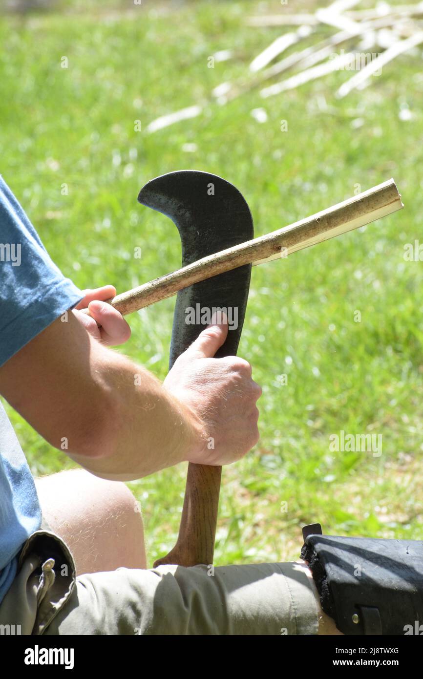 Hand-cutting a hazelwood pole with a billhook knife in the summer forest Stock Photo