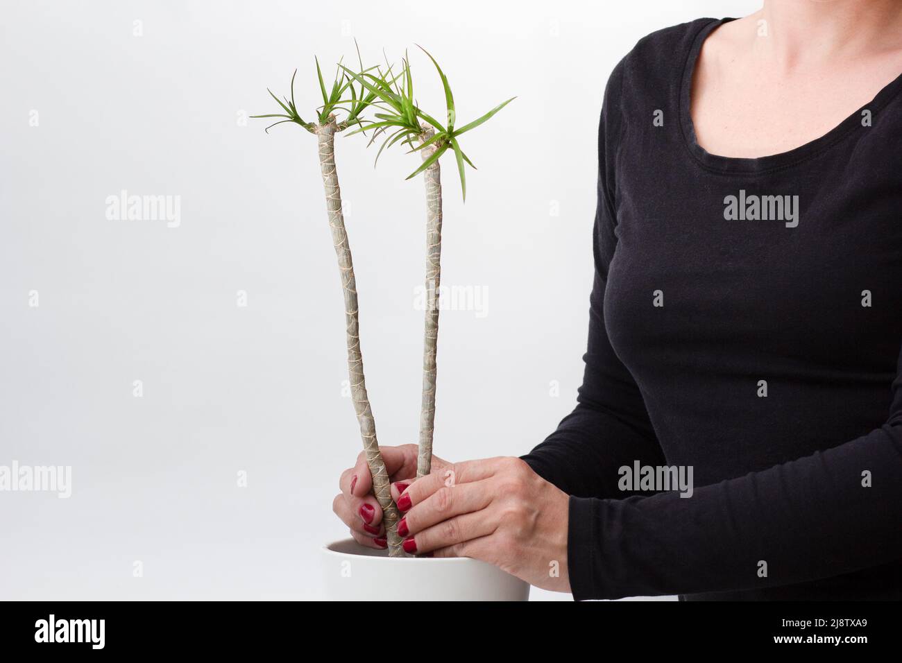 Madagascar dragon tree dracaena marginata hi-res stock photography and  images - Alamy