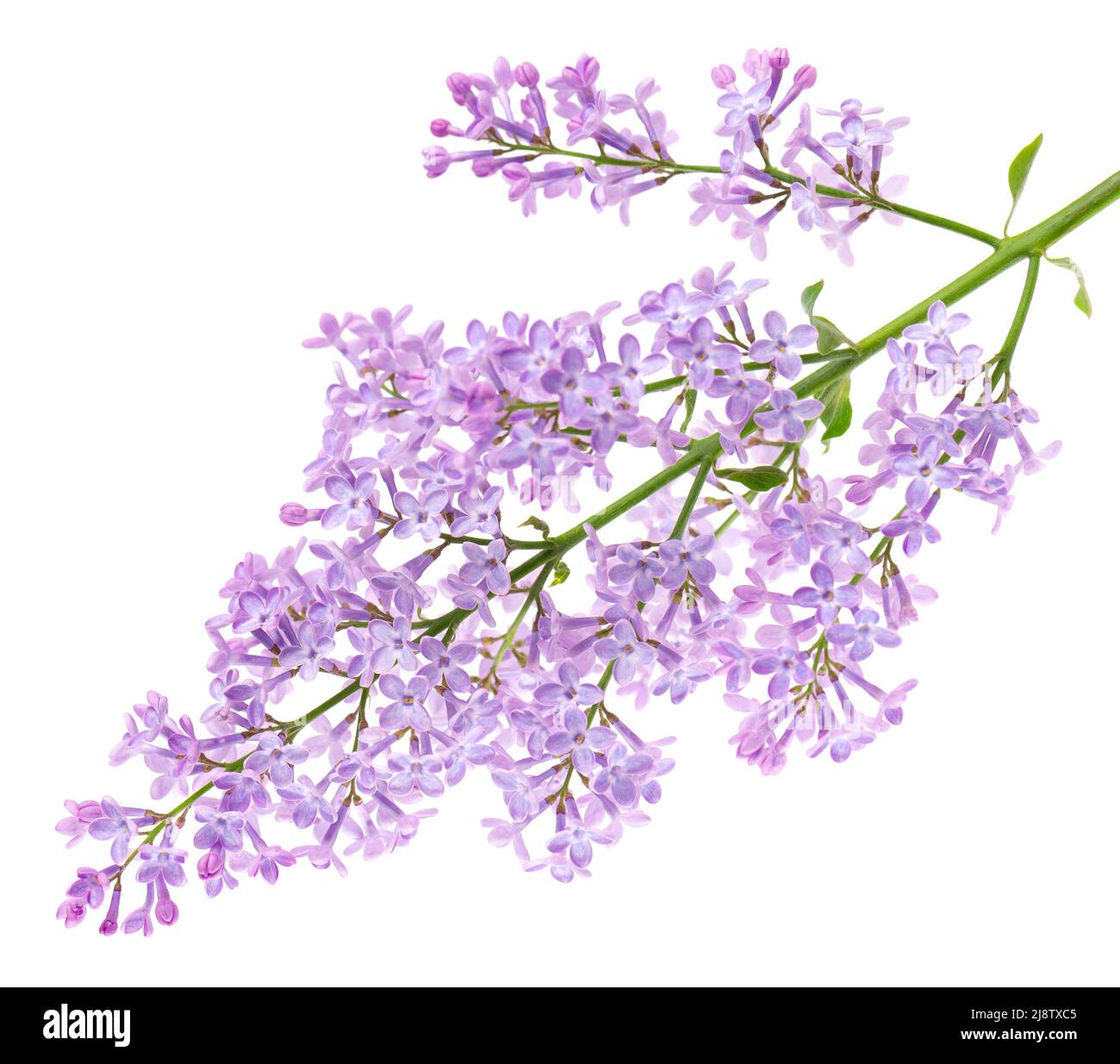 Lilac flowers isolated on white background. Clipping path. Syringa vulgaris flower Stock Photo