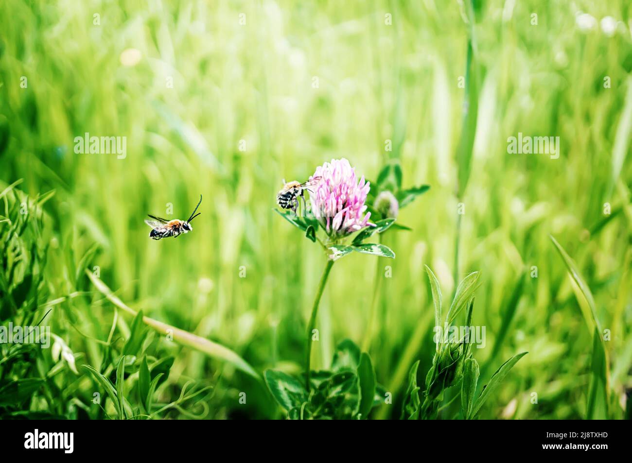 Two bees on a clover flower. Trifolium pratense, pink clover in the meadow. Clover with pink flowers and Poa annua, or annual meadow grass on the lawn Stock Photo
