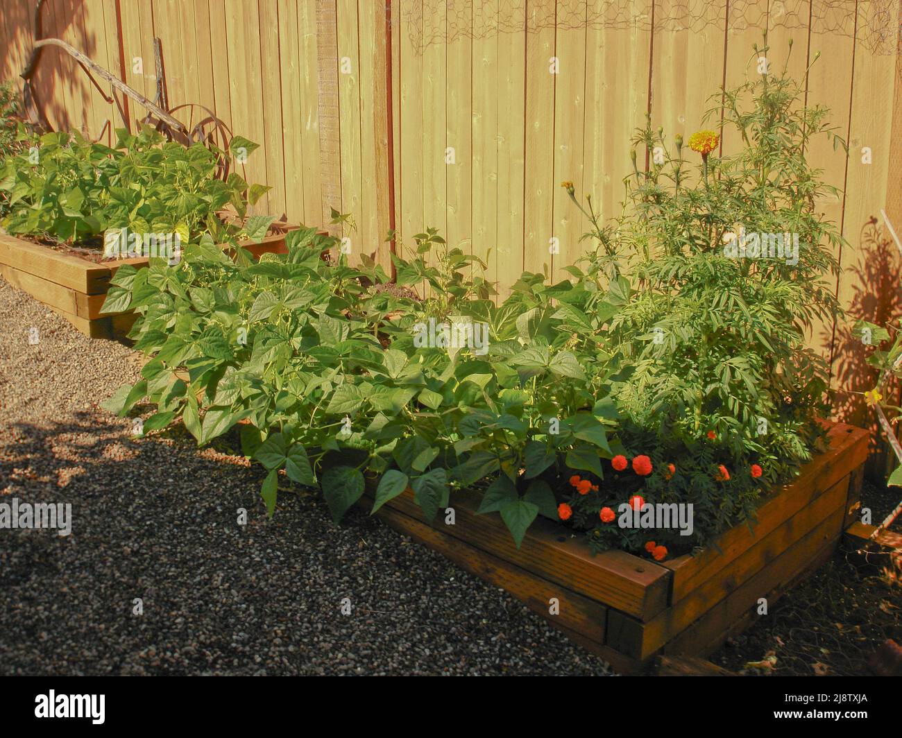 Small garden in a backyard with bushbeans and marigolds Stock Photo Alamy