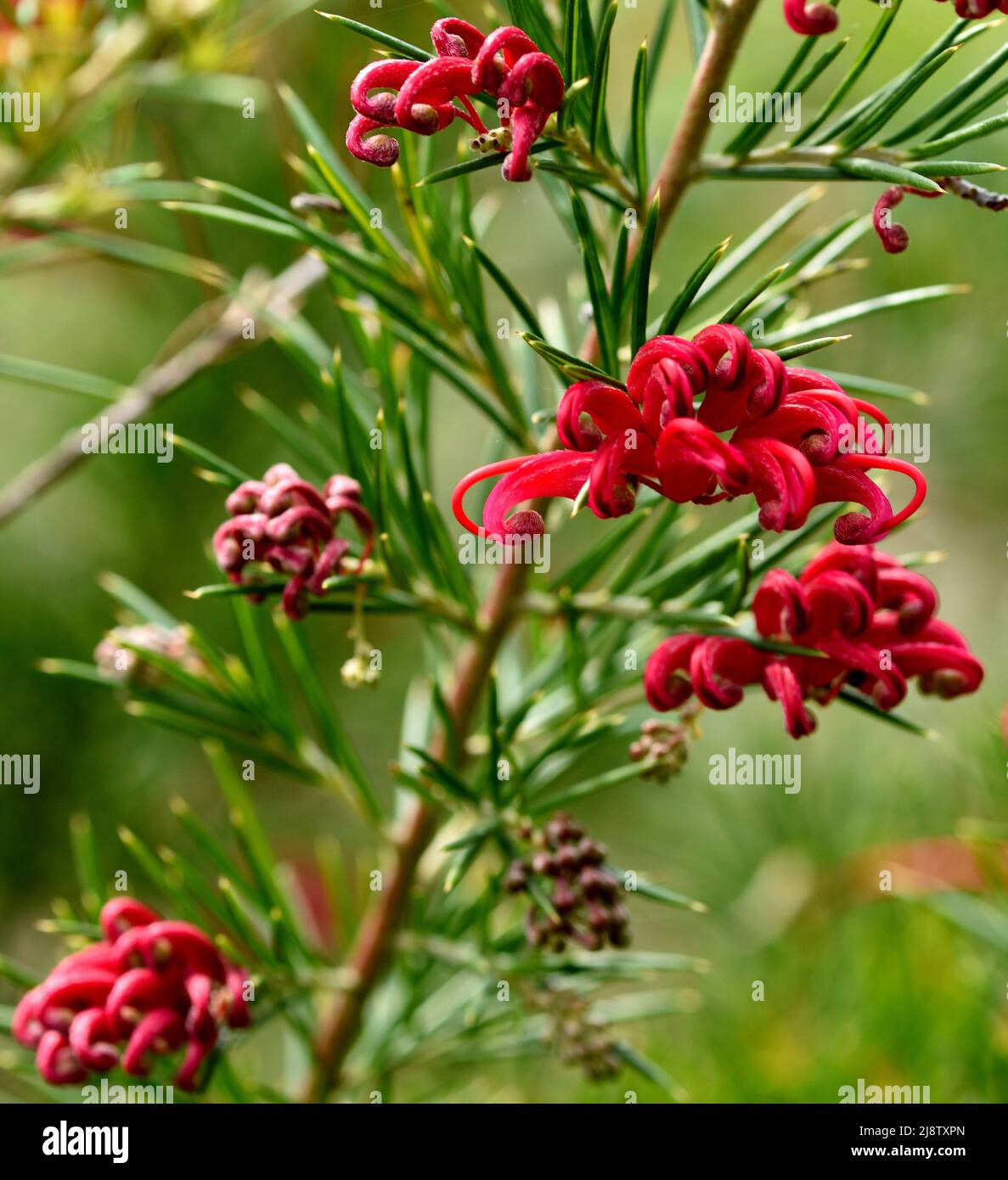 The vibrant red flowers of Grevillea Canberra Gem. Stock Photo