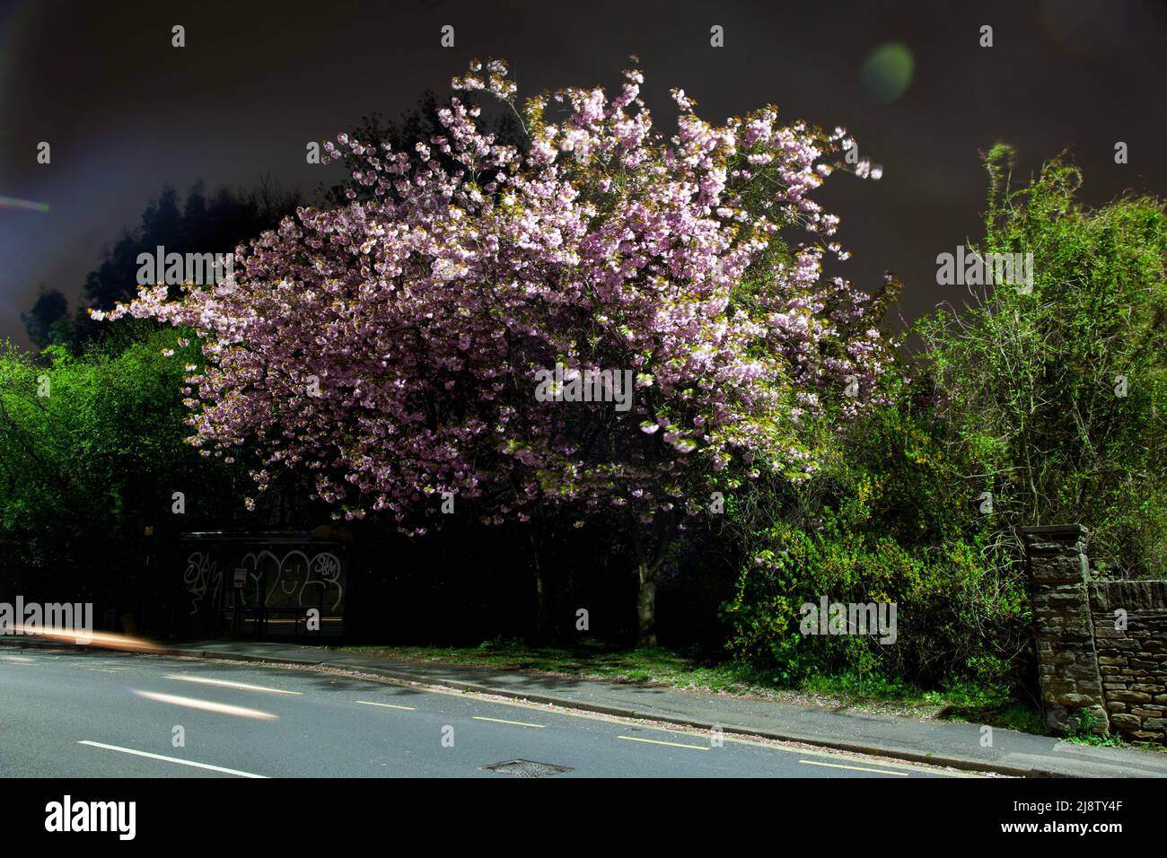 urban street highway view at night with pink blossom on trees with green leaves and bus shelter, UK empty road scene Stock Photo