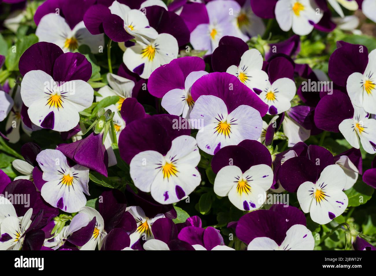 Viola cornuta, Horned violet, Horned pansy flowers closeup in spring, UK Stock Photo