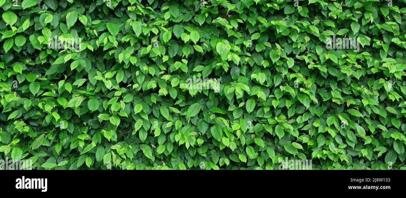 Green foliage of a beech hedge Stock Photo
