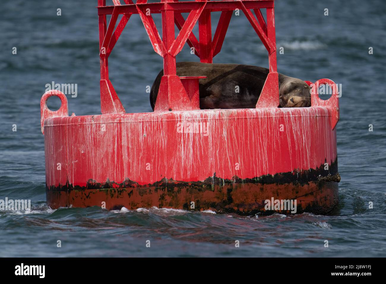 A California sea lion sleeps on a buoy near Westport, Washington. Stock Photo