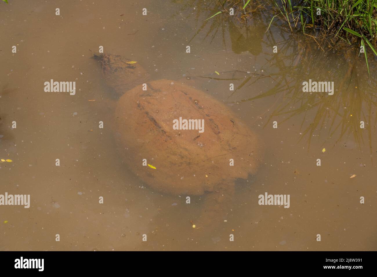 Large adult snapping turtle with mud on its shell swimming under the shallow murky water at the wetlands on a sunny day in springtime Stock Photo