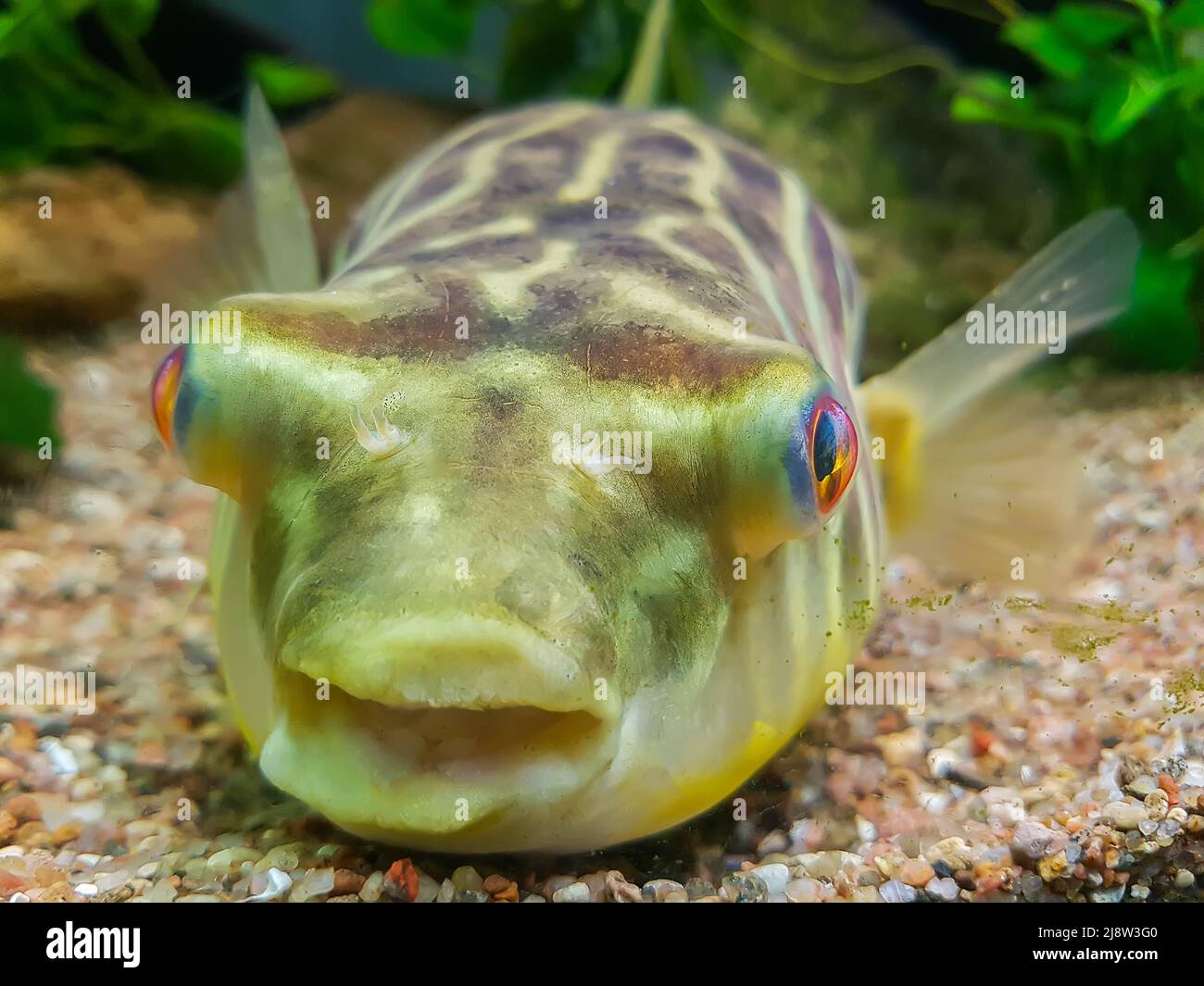 Exotic funny aquarium fish Stock Photo
