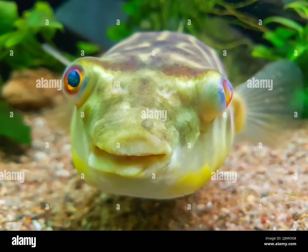 Exotic funny aquarium fish Stock Photo