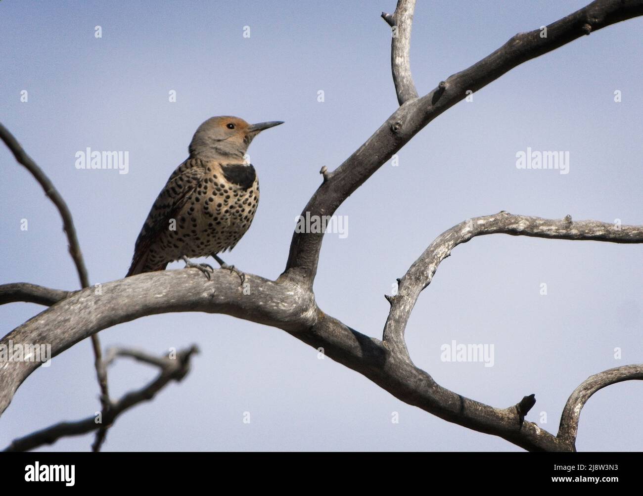 Songbirds Inglewood Bird Sanctuary & Nature Centre Stock Photo