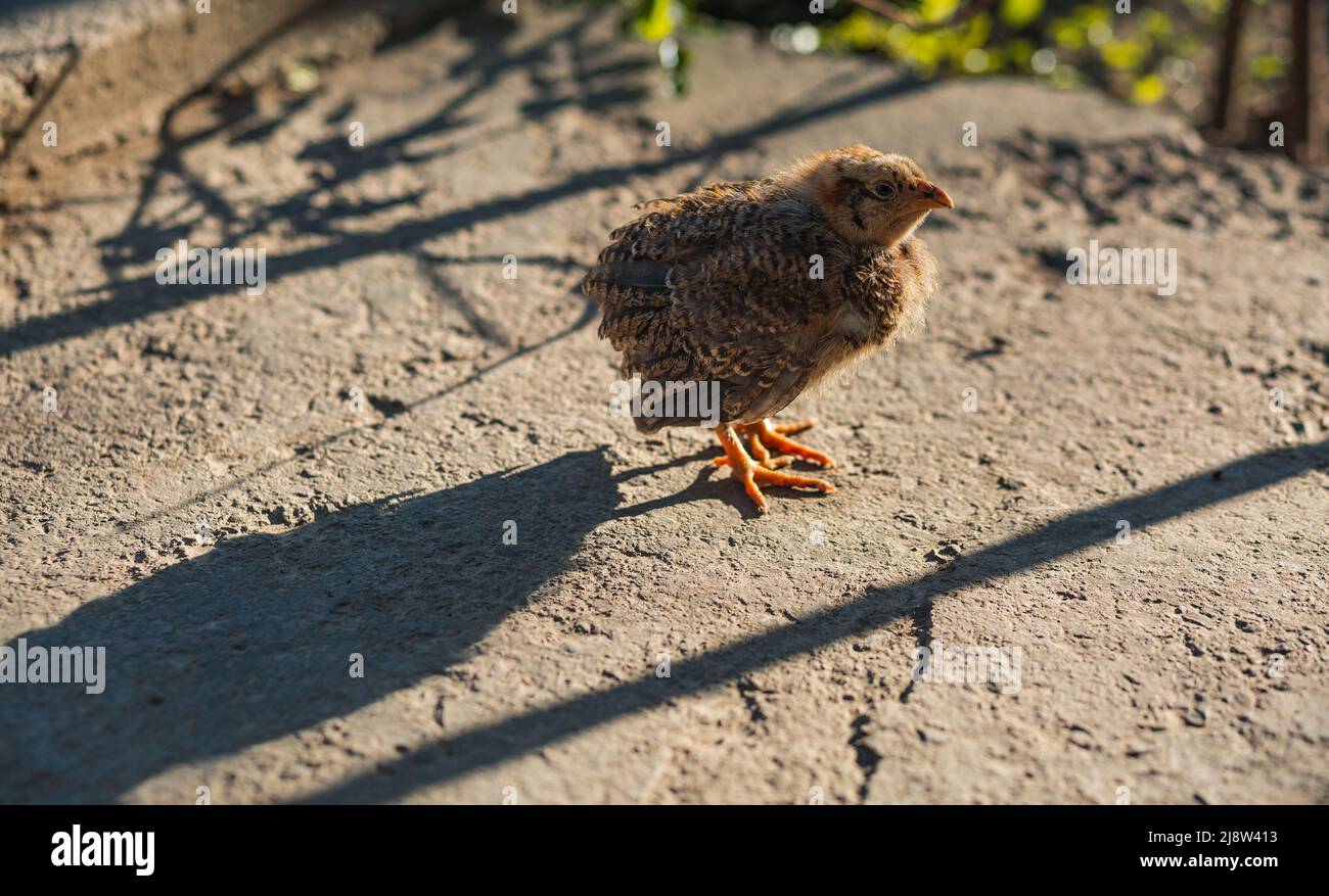 Chickens sunbathing hires stock photography and images Alamy