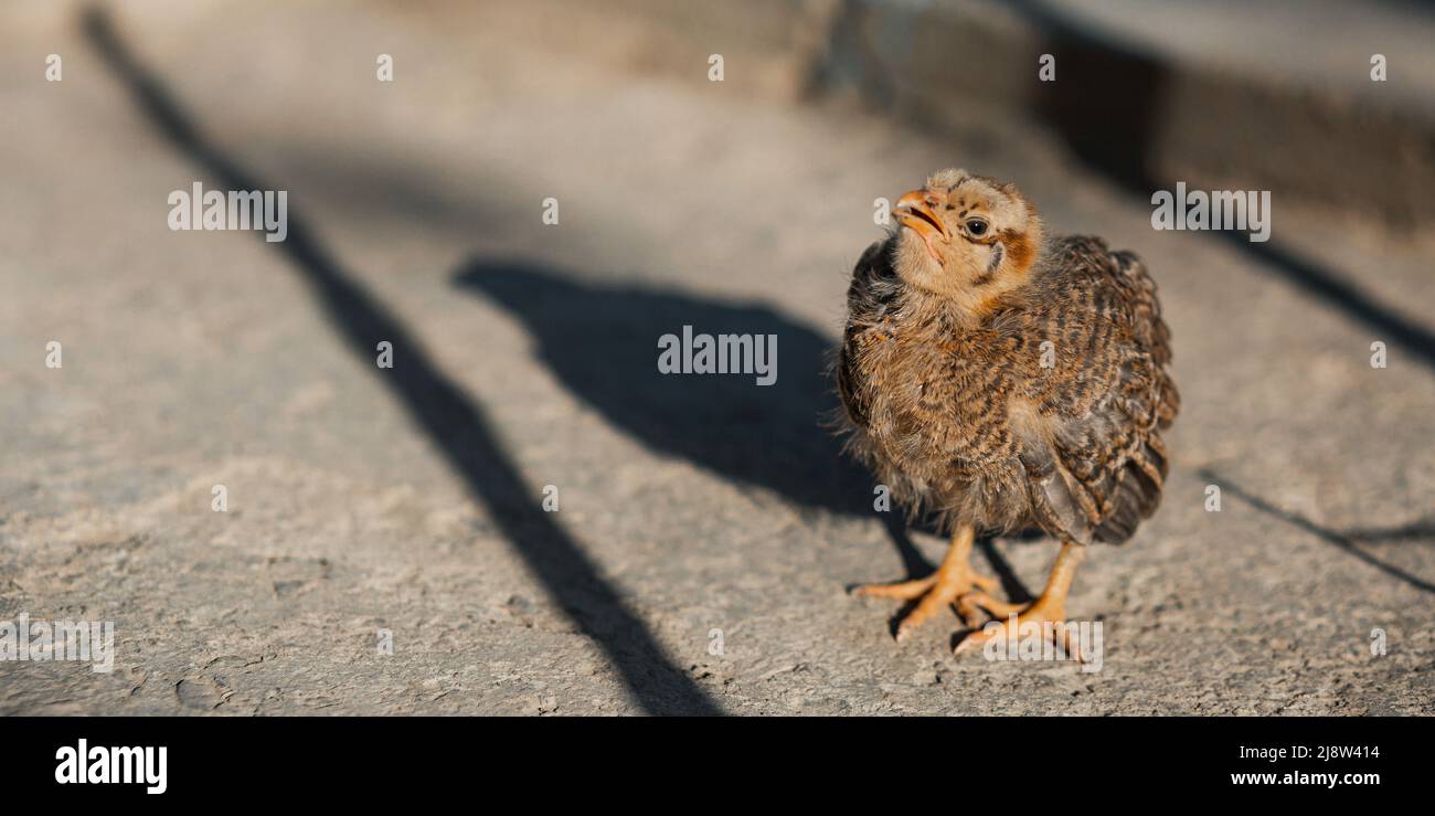 Little chicken hen sunbathing in the sun Stock Photo Alamy