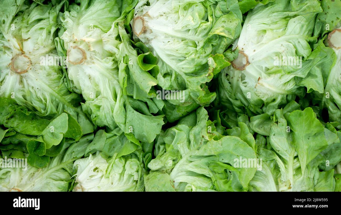 Lettuce harvest butterhead food market shop crate box Lactuca sativa