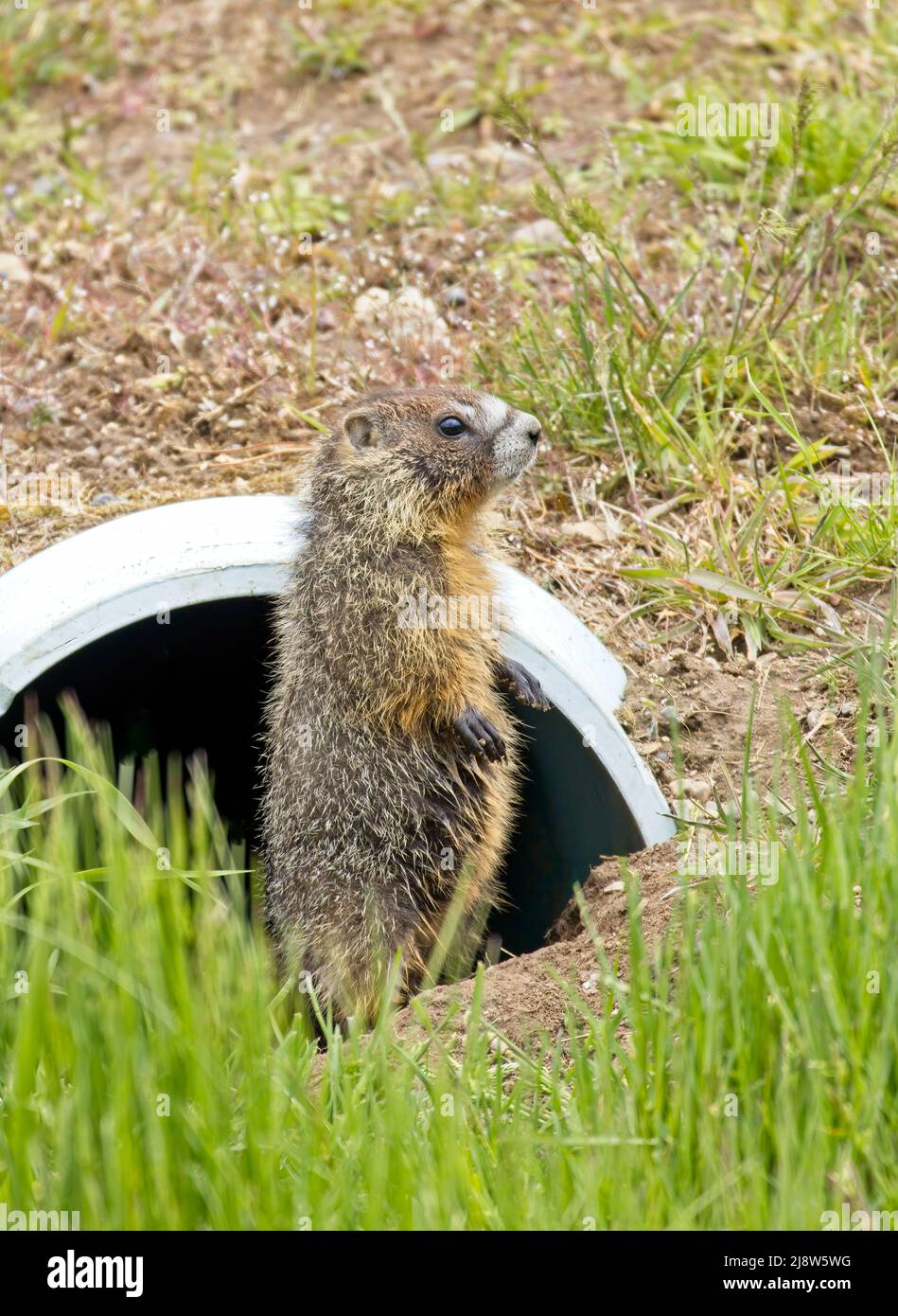 A cute hoary marmot stands tall and alert just outside a drainage pipe in north Idaho. Stock Photo