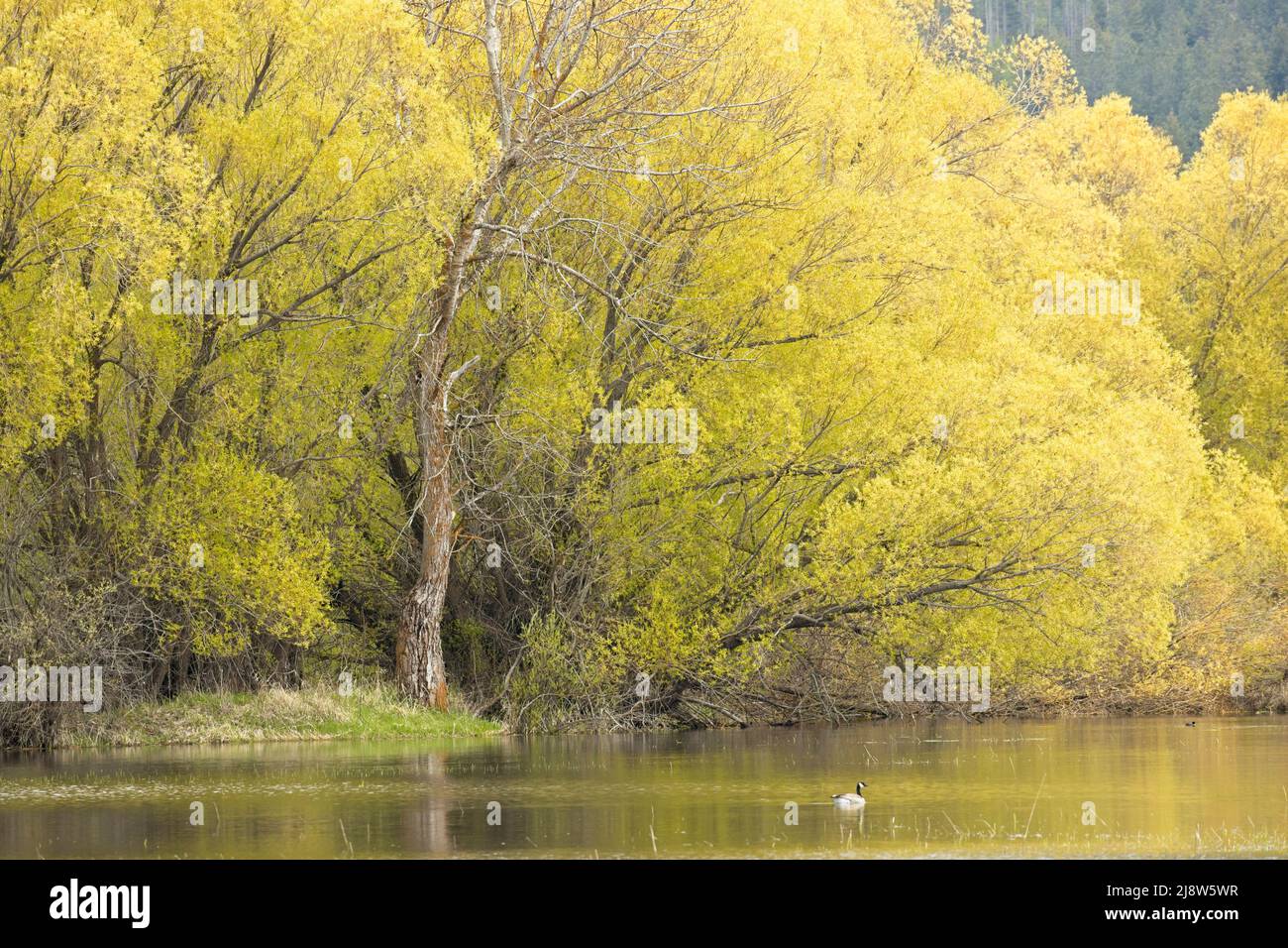 A landscape photo of yellow trees by a pond and a goose swimming in north Idaho. Stock Photo
