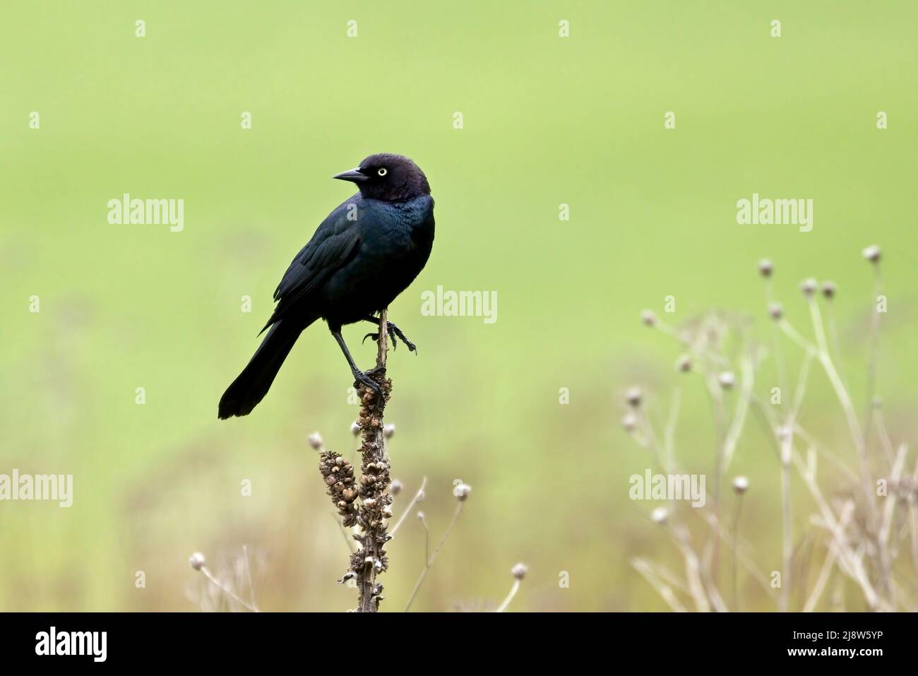 A beautiful Brewer's Blackbird is perched on a plant in north Idaho. Stock Photo