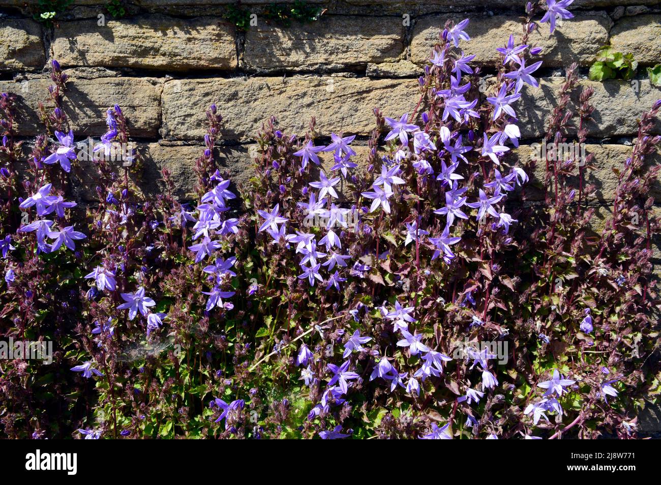 SHEFFIELD. SOUTH YORKSHIRE. ENGLAND. 05-14-22. Clarkehouse Road, campanula growing up a garden wall. Stock Photo