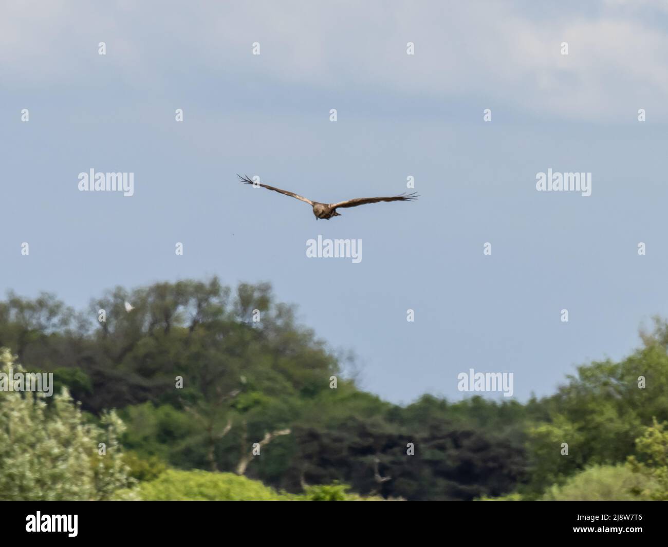 A western marsh harrier, Circus aeruginosus, also known as Eurasian marsh harrier, or just marsh harrier, hunting over reed beds. Stock Photo